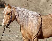 ranch-work-quarter-horse