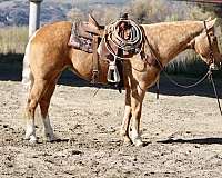 all-around-quarter-horse