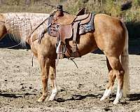 palomino-quarter-horse