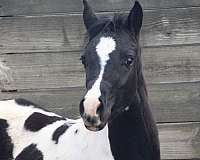 black-white-arabian-paint-filly