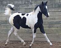 black-white-arabian-paint-horses-for-sale