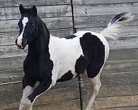 black-white-arabian-paint-horse