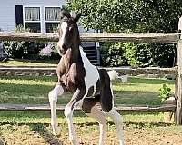 arabian-paint-filly