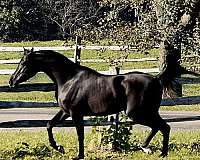 half-arabian-horse