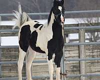 foal-half-arabian-horse