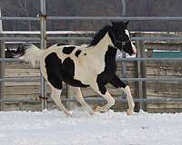 precious-half-arabian-horse