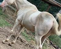 apha-aqha-palomino-horse