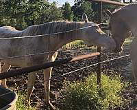 perlino-apha-aqha-horse