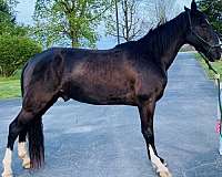 tennessee-walking-gelding