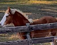 chestnut-silver-horse