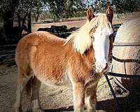 bay-chestnut-gypsy-vanner-filly