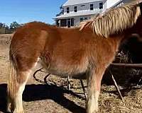 bay-chestnut-driving-horse