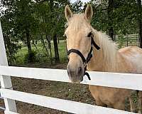 palomino-gelding