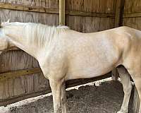 palomino-gelding-for-sale