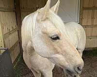 15-hand-palomino-gelding