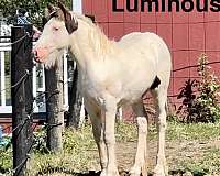 breeders-gypsy-vanner-horse