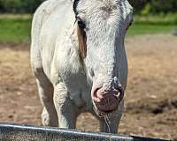 gorgeous-filly-gypsy-vanner-horse