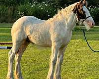 hauls-gypsy-vanner-horse