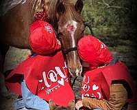 adults-quarter-horse