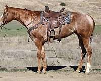 ranch-work-quarter-pony