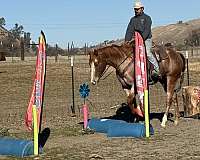 trail-quarter-pony