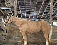 beginner-quarter-horse