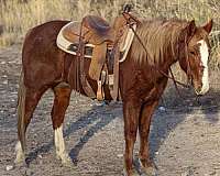 quarter-horse