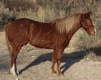 beginner-safe-quarter-horse