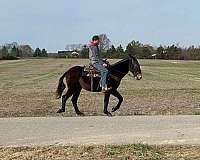 beginner-safe-quarter-horse