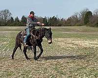 ranch-work-quarter-horse