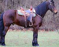 ride-friesian-horse