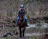 trail-friesian-horse