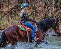 all-around-friesian-horse