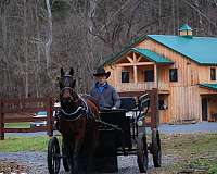 beginner-safe-friesian-horse