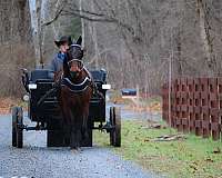 family-safe-friesian-horse