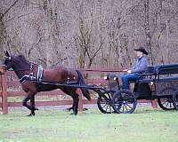 driving-friesian-horse