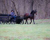 experienced-friesian-horse