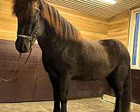 beginner-icelandic-horse