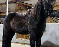 therapy-icelandic-horse