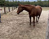 chestnut-appendix-mare