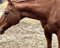 chestnut-mare-for-sale