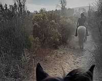 bay-chestnut-cross-show-horse