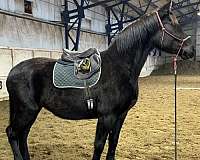 oldenburg-horse-for-sale