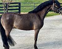 prospect-dartmoor-pony