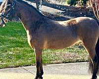 eventing-dartmoor-pony