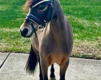 hunter-dartmoor-pony