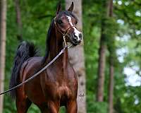 all-around-arabian-horse