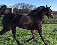 dressage-arabian-horse