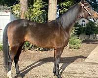 breeding-arabian-horse