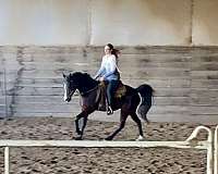 dressage-arabian-horse